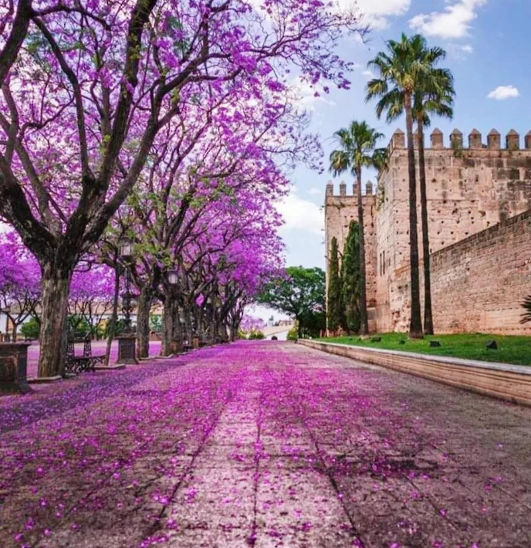 Sherryflat Prieta 7 Jerez de la Frontera 0*,  Spain